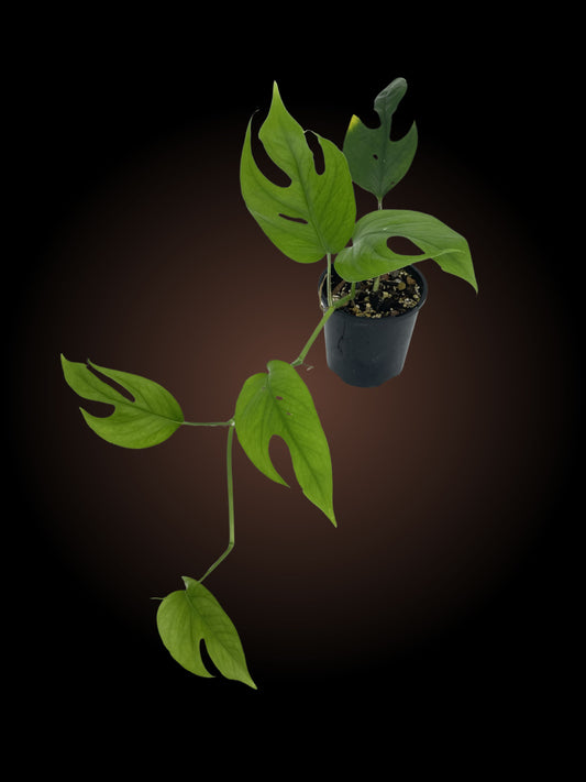 *** UGLY/SMALL PLANT DISCOUNT*** Epipremnum Pinnatum
