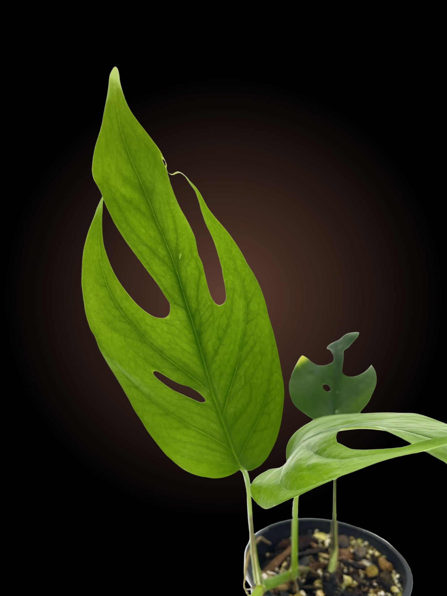 Epipremnum Pinnatum
