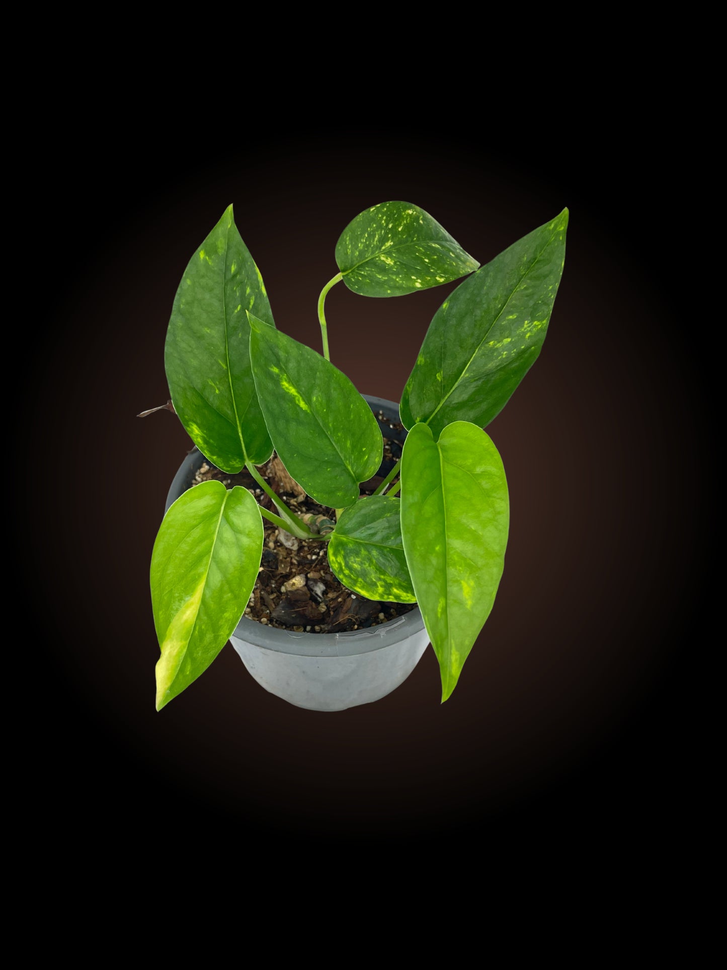 Epipremnum Pinnatum Aurea