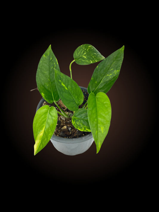 Epipremnum Pinnatum Aurea