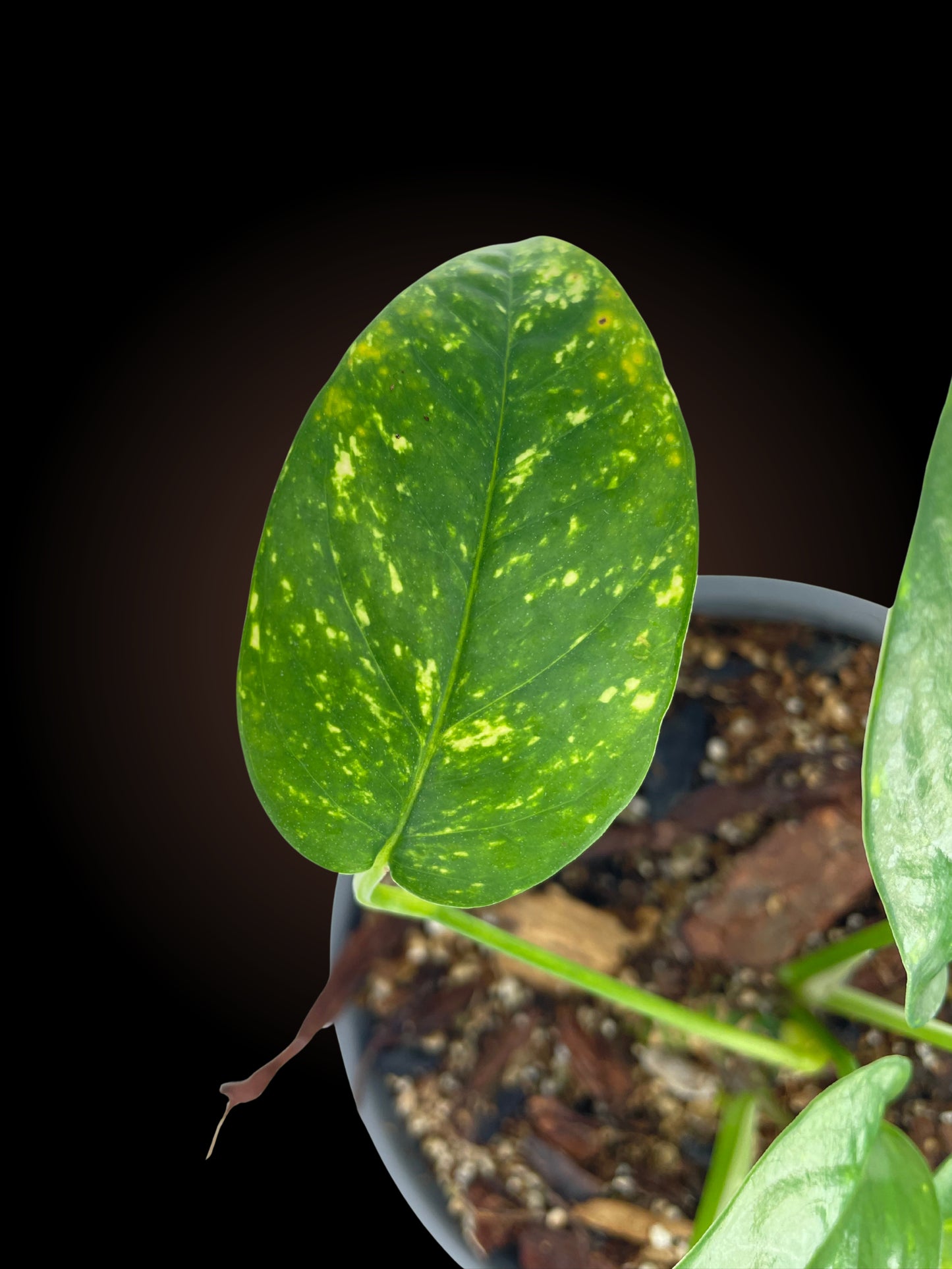 Epipremnum Pinnatum Aurea