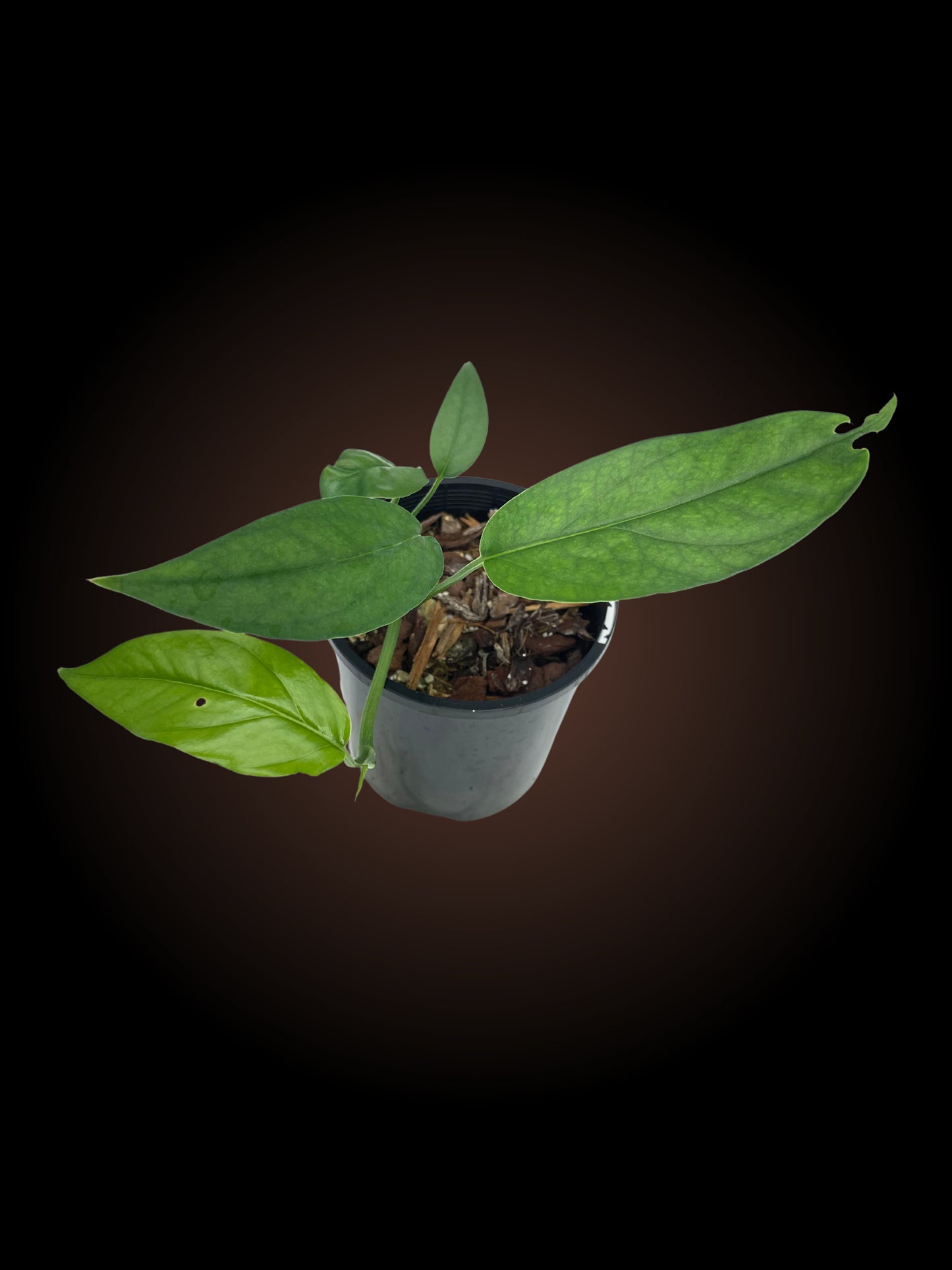 Epipremnum Pinnatum Baltic Blue