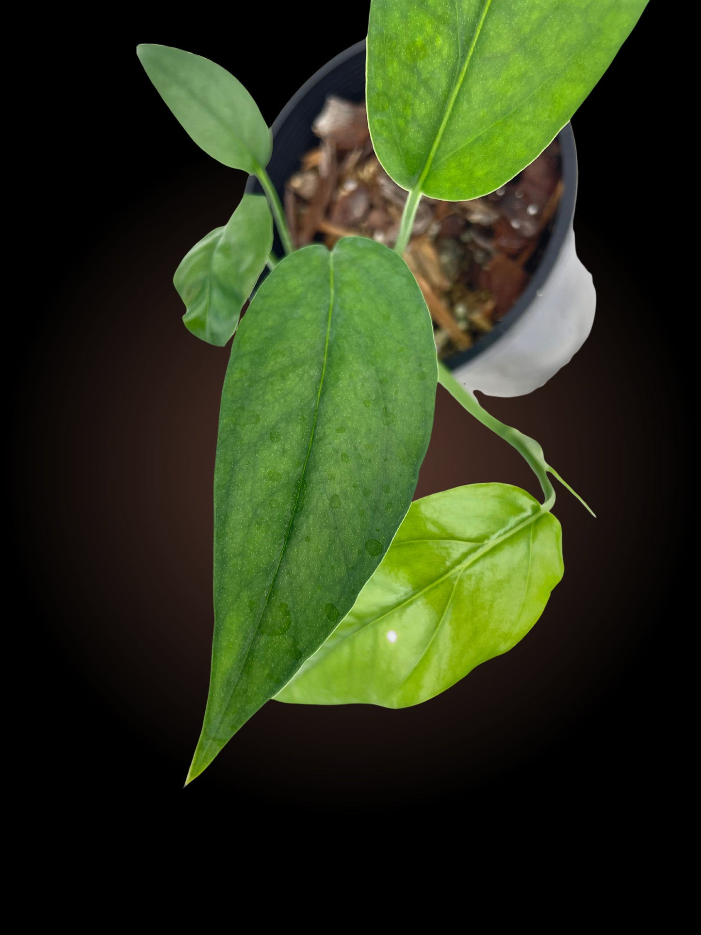 Epipremnum Pinnatum Baltic Blue