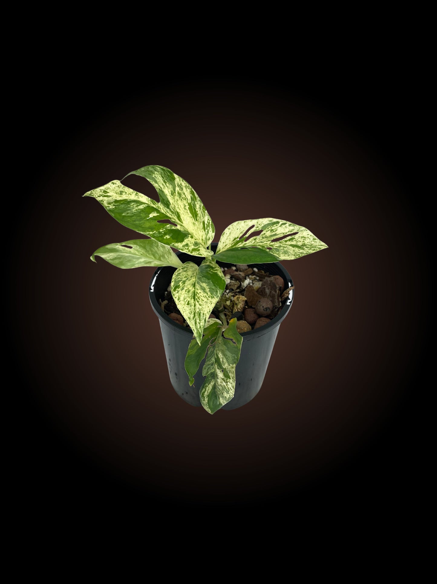 Epipremnum Pinnatum Mottled