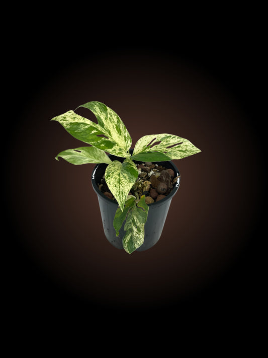 Epipremnum Pinnatum Mottled