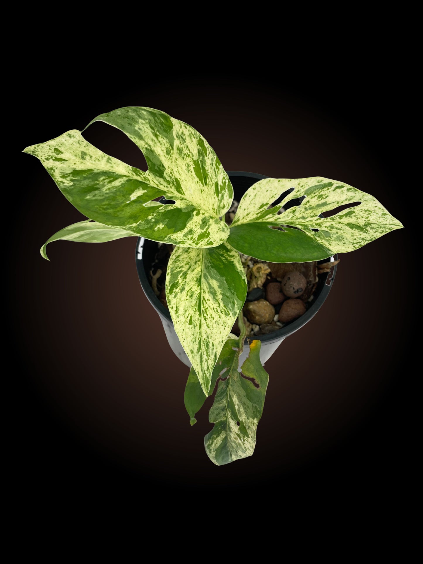 Epipremnum Pinnatum Mottled