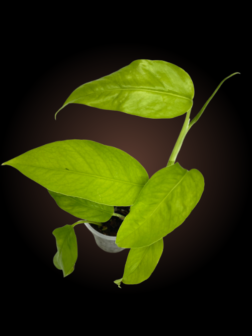 Epipremnum Pinnatum Neon