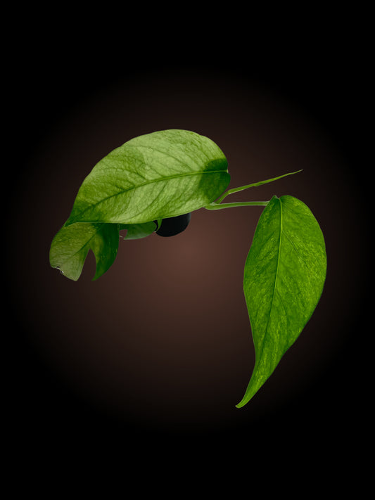 Epipremnum Pinnatum 'Mint'
