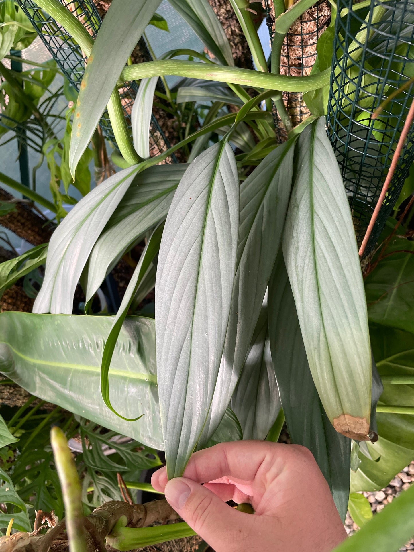 Non-TC Epipremnum Amplissimum 'Silver'