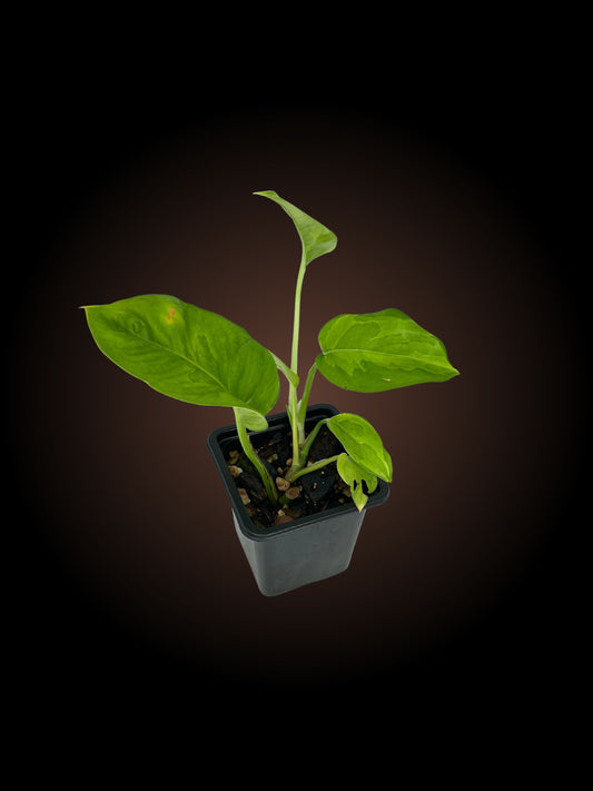 Epipremnum Aureum Emerald Queen