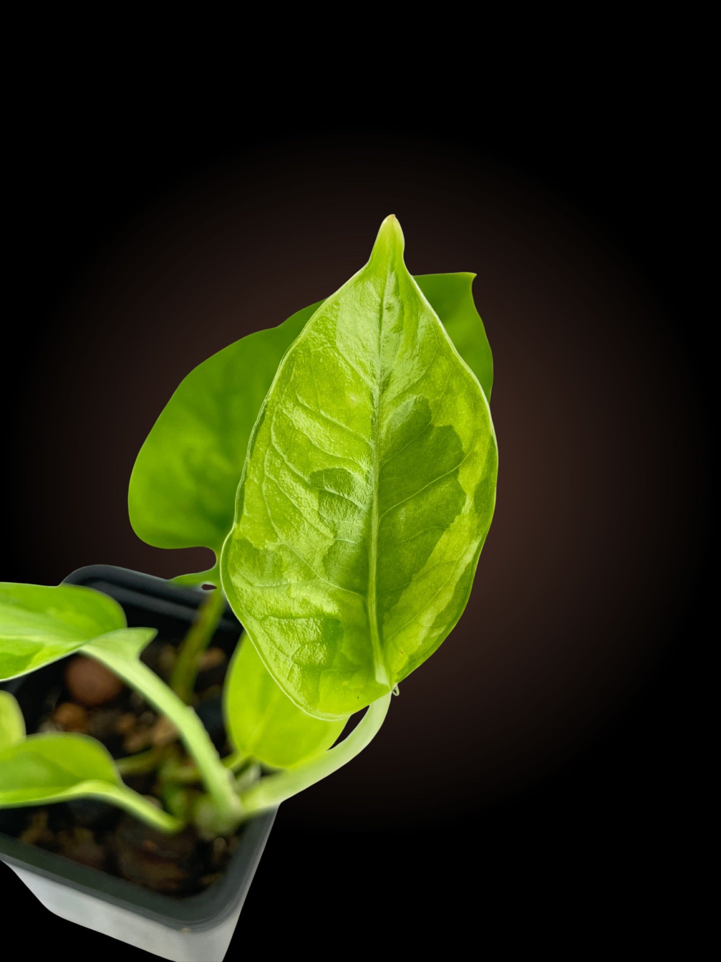 Epipremnum Aureum Emerald Queen