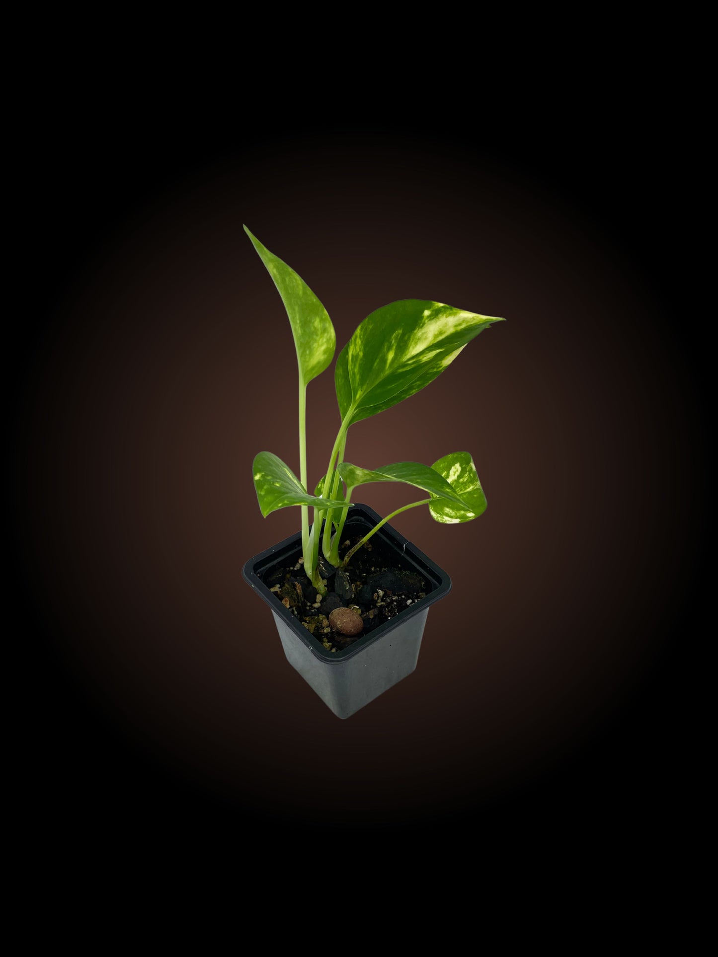 Epipremnum Pinnatum Aurea