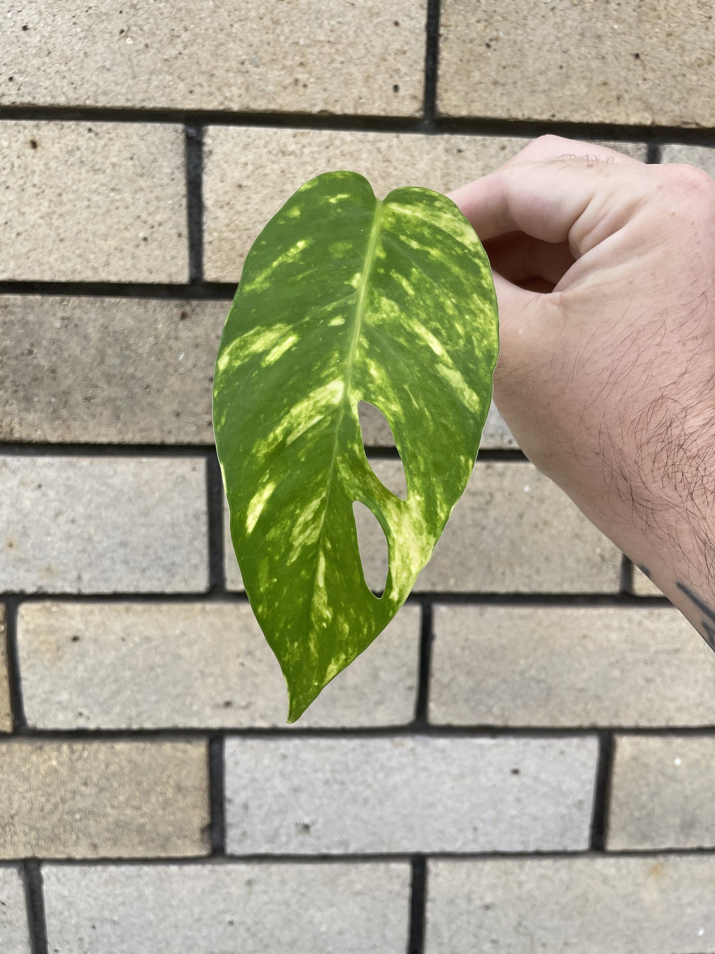 Epipremnum Pinnatum Aurea Cutting