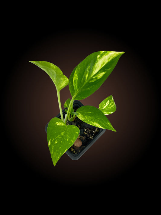 Epipremnum Pinnatum Aurea