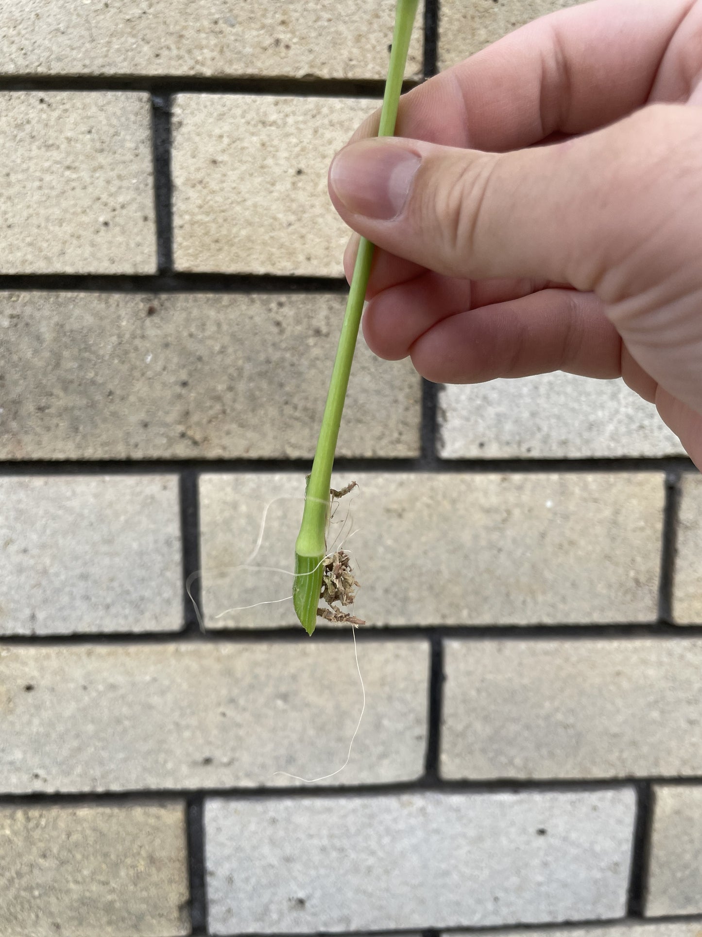 Epipremnum Pinnatum Aurea Cutting