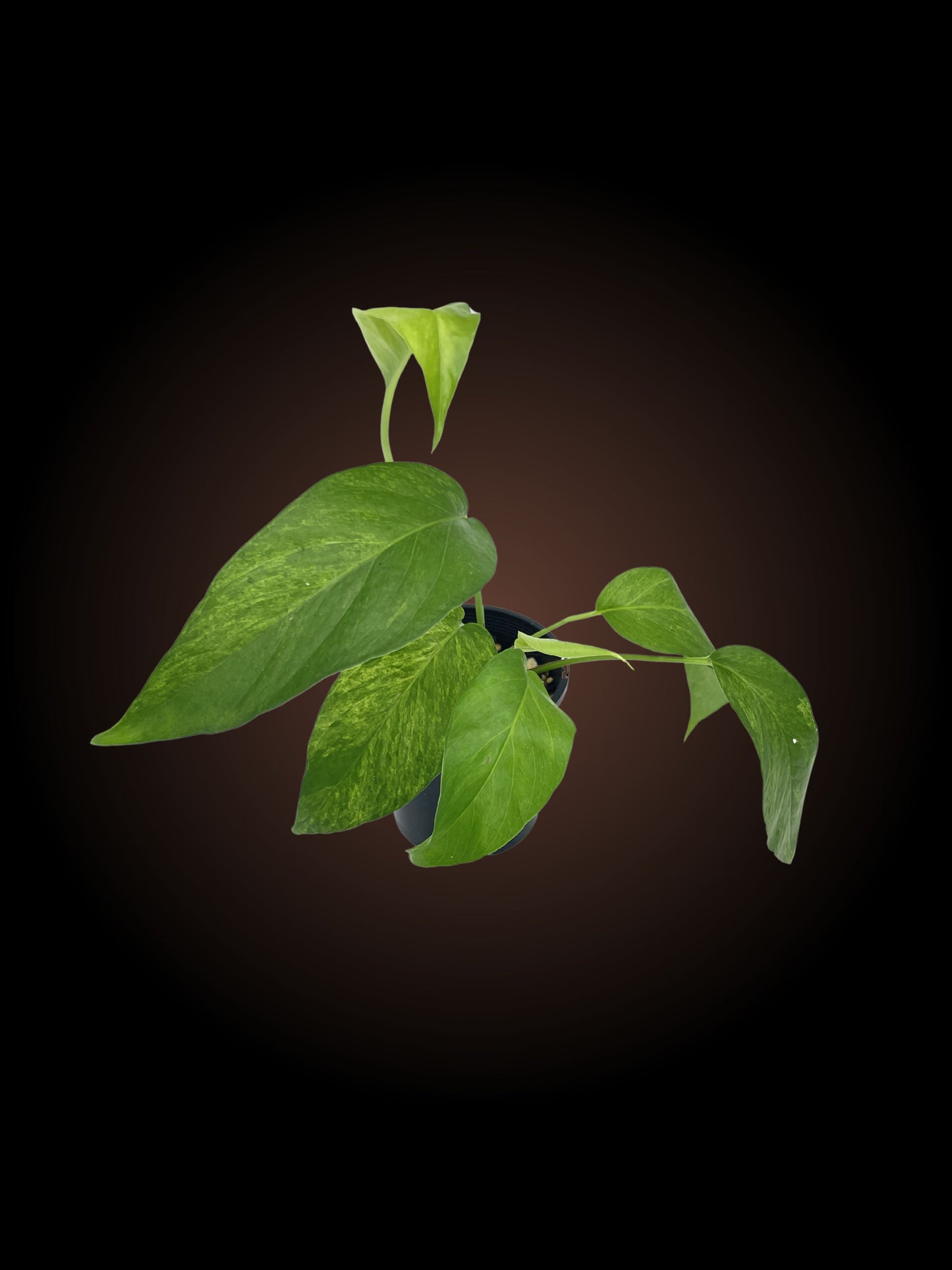 Epipremnum Pinnatum 'Mint'