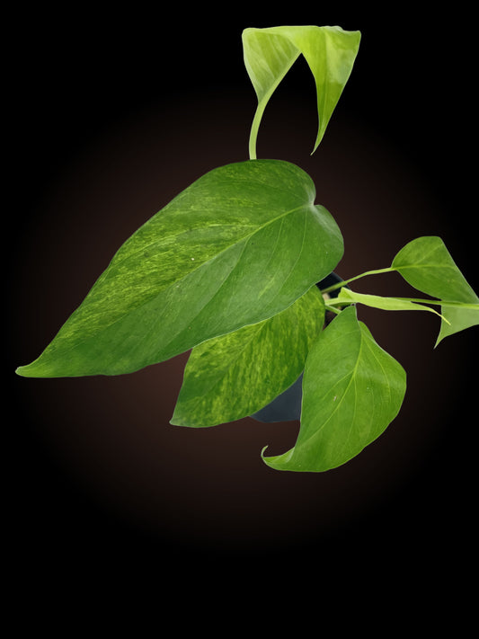 Epipremnum Pinnatum 'Mint'