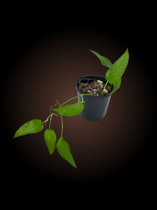 Epipremnum Pinnatum 'Skeleton Key'