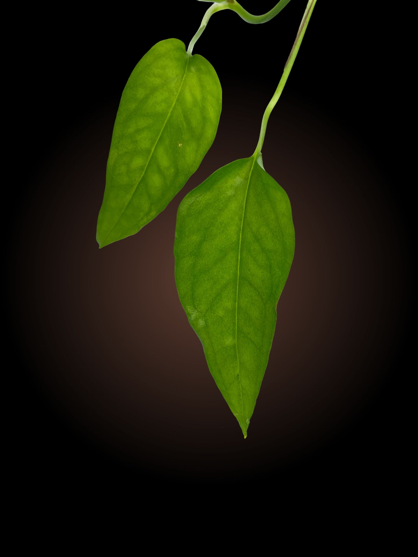 Epipremnum Pinnatum 'Skeleton Key'