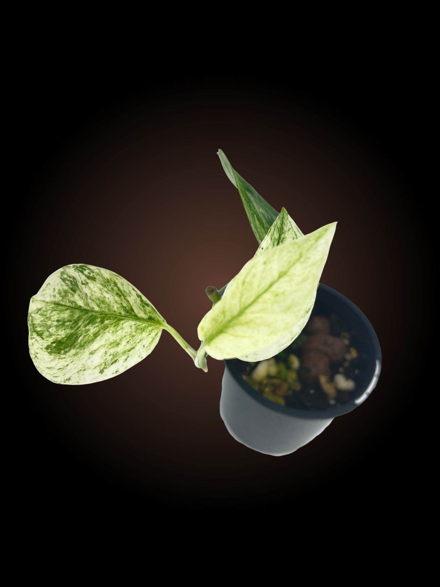 Epipremnum Pinnatum 'Bali Hanoman'