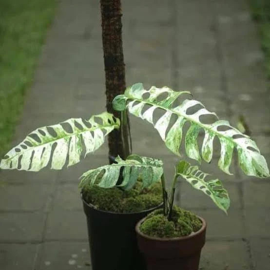 Epipremnum Pinnatum 'Bali Hanoman'