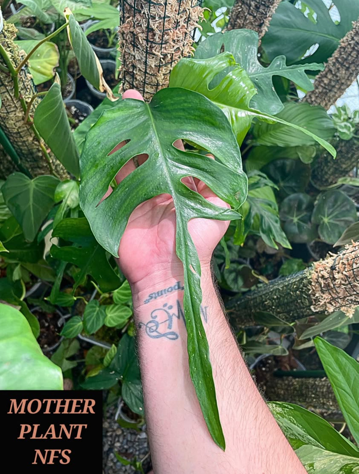 Epipremnum Pinnatum 'Skeleton Key'