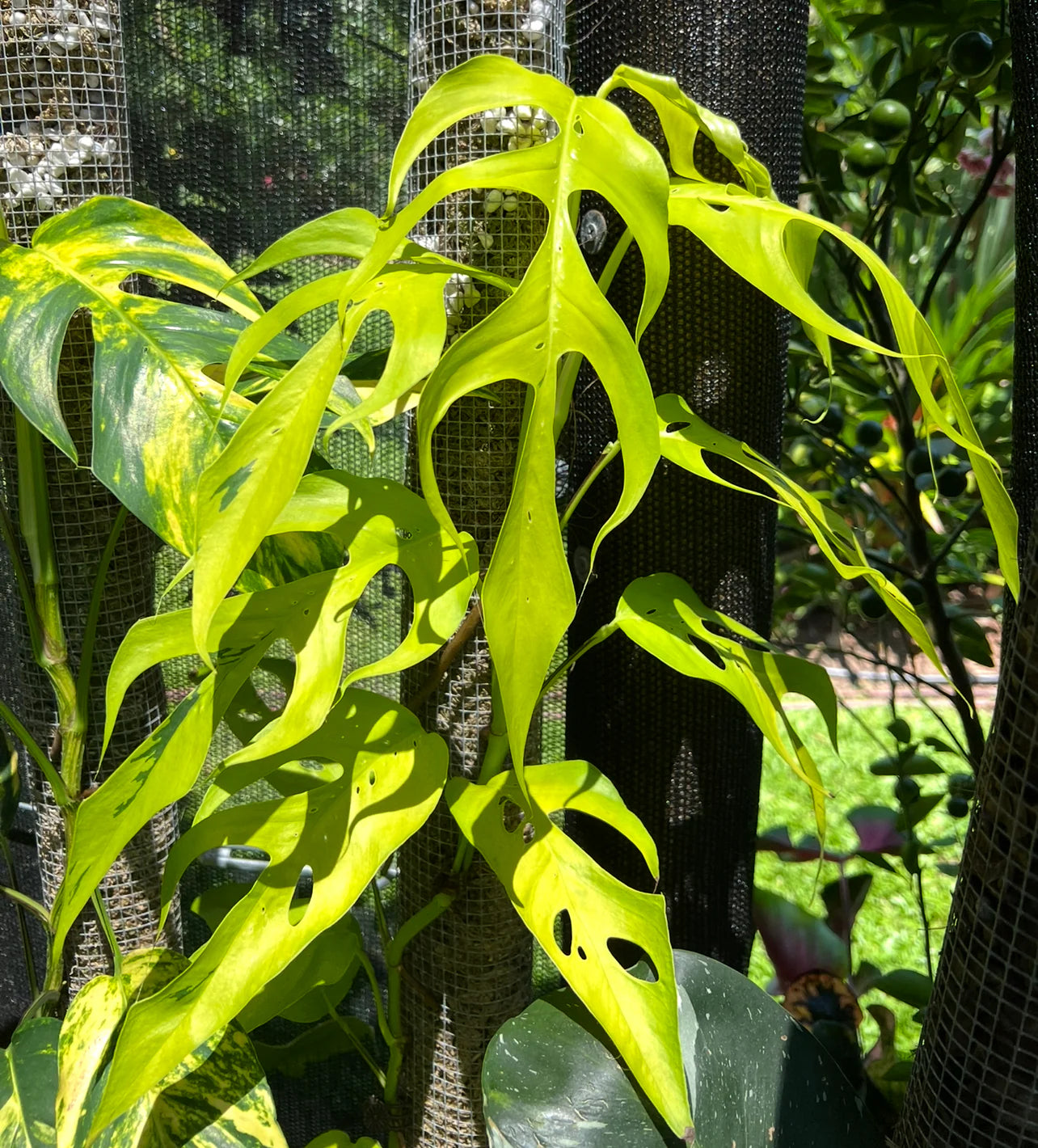 Epipremnum Pinnatum Neon