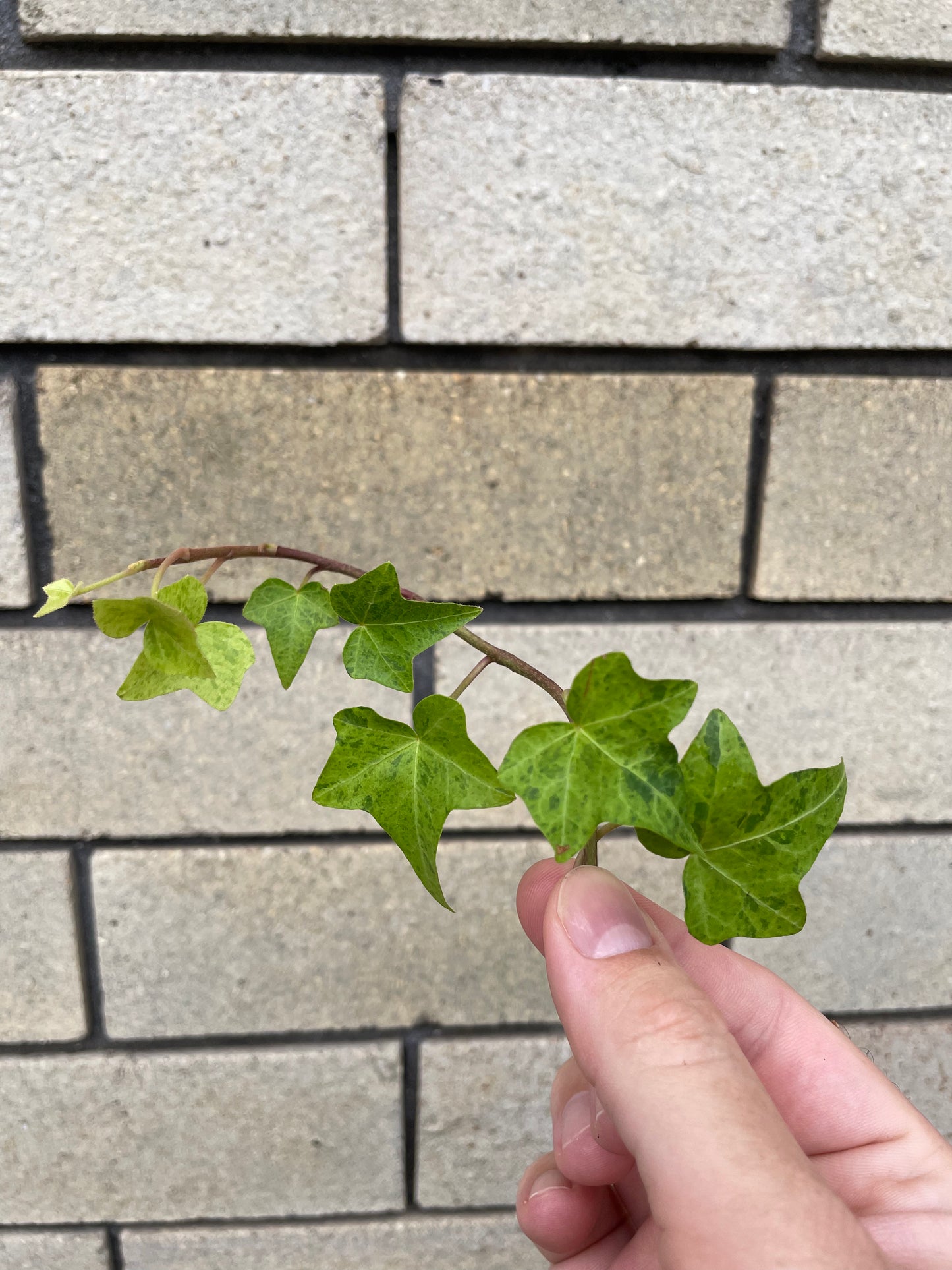Hedera Helix Stardust cutting