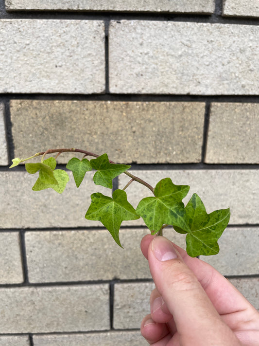 Hedera Helix Stardust cutting