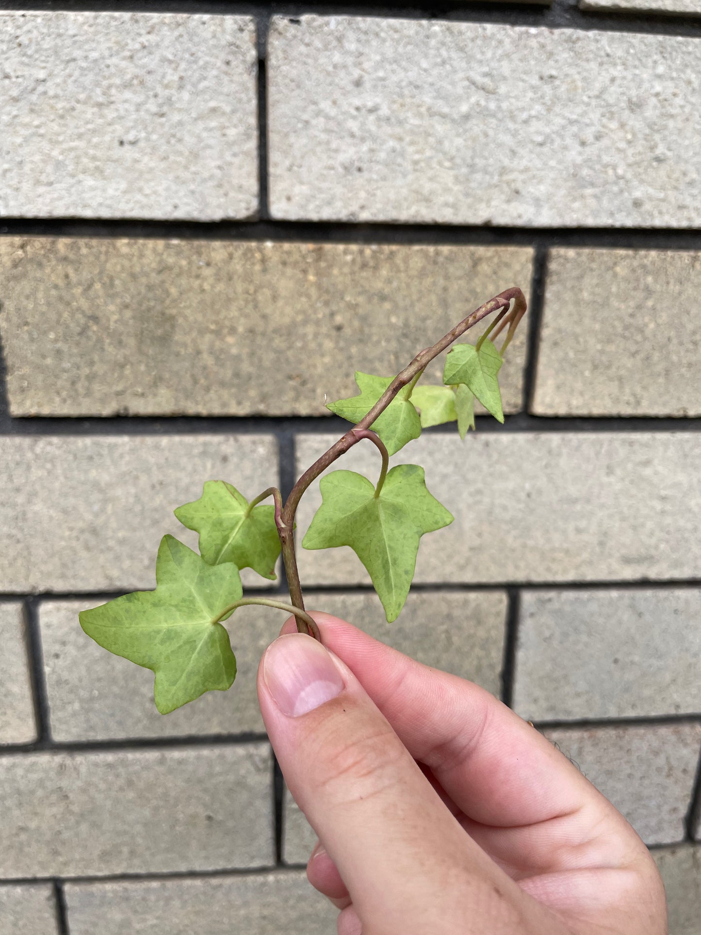 Hedera Helix Stardust cutting