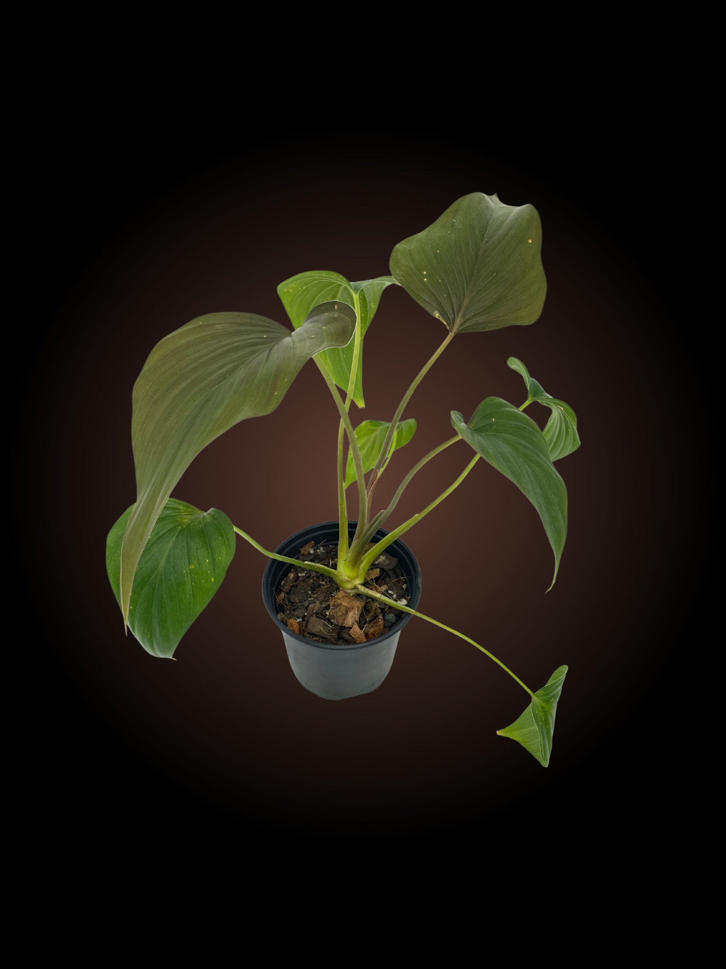 Homalomena Bronze Maiden