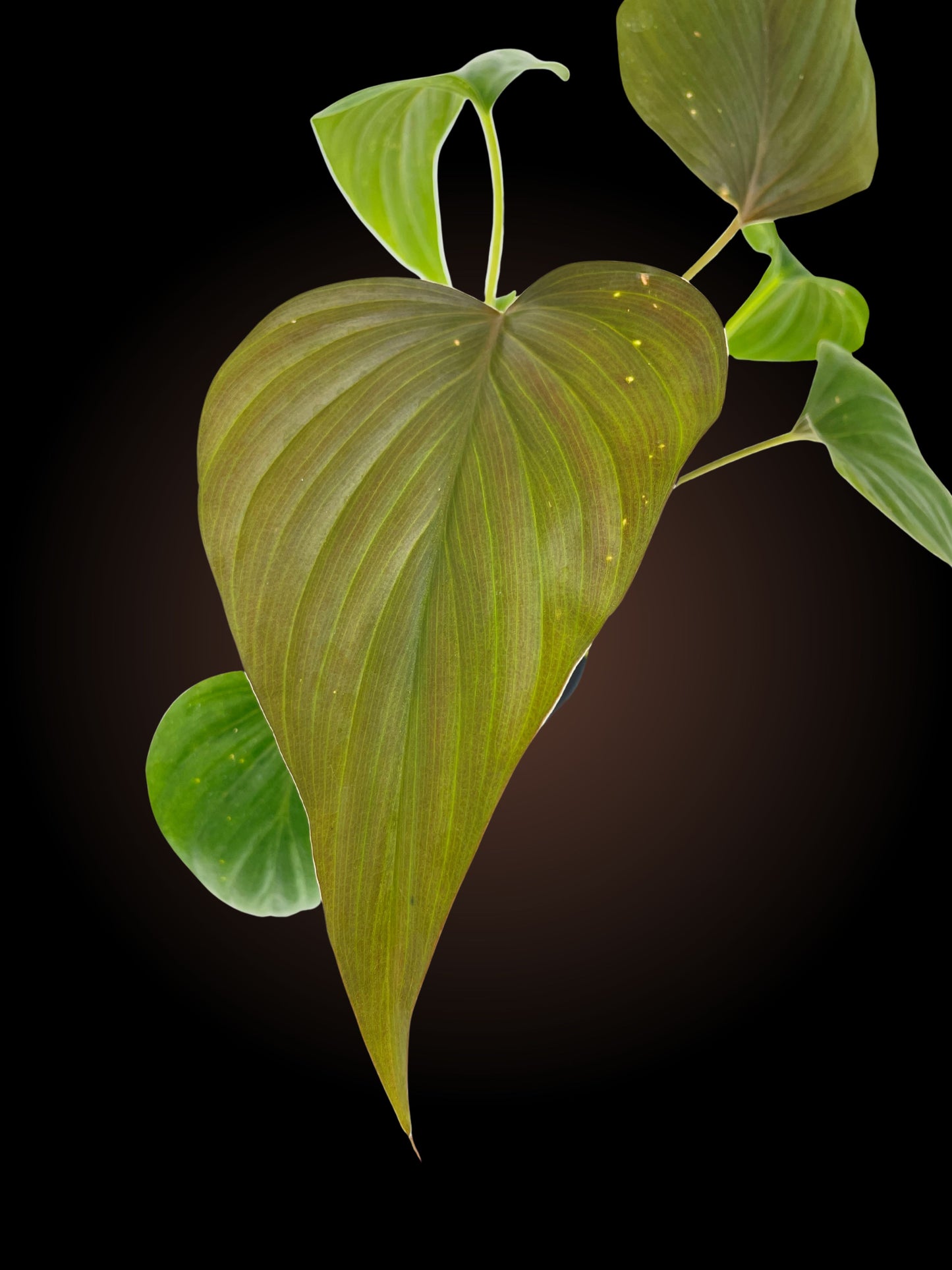 Homalomena Bronze Maiden