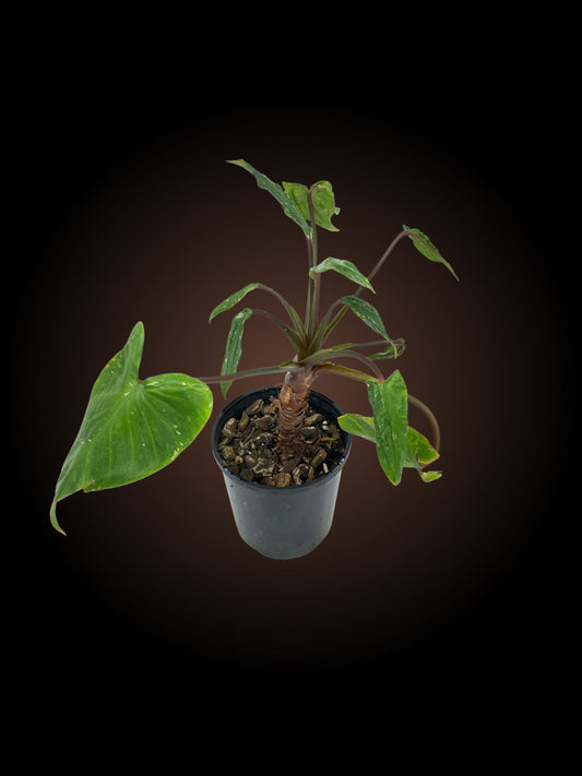 Homalomena Freckles with mutation