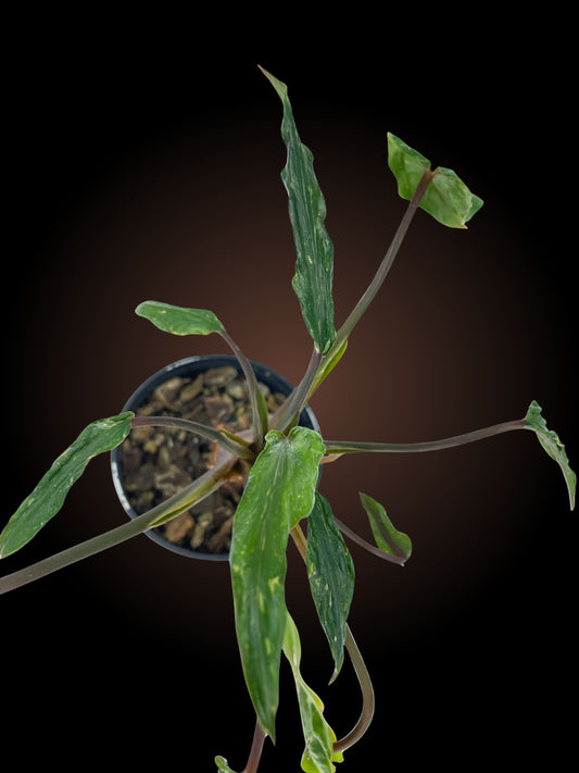 Homalomena Freckles with mutation