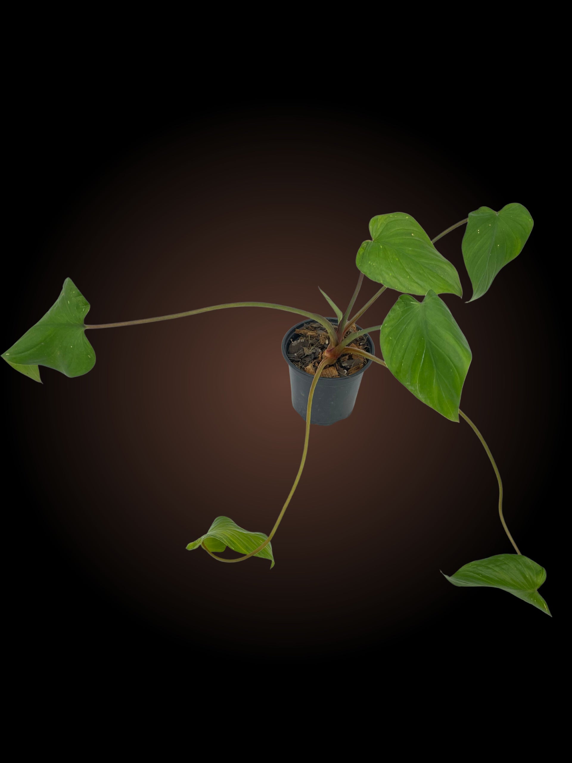 Homalomena Maggy – Elusive Plants