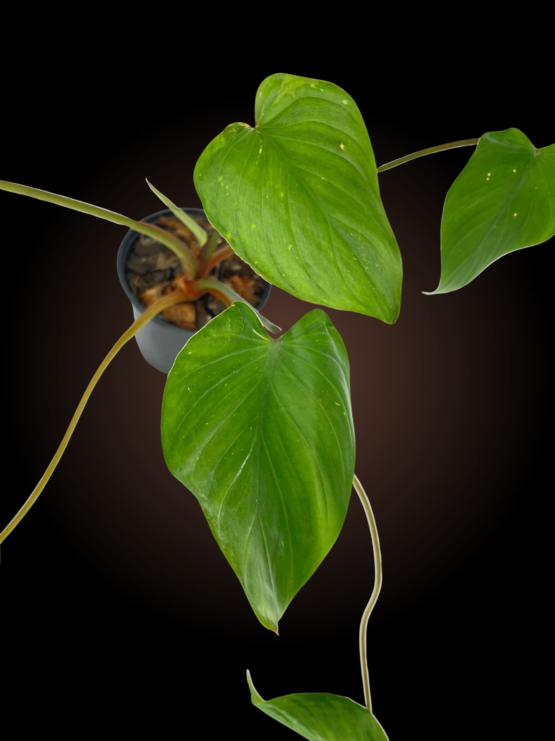 Homalomena Maggy – Elusive Plants