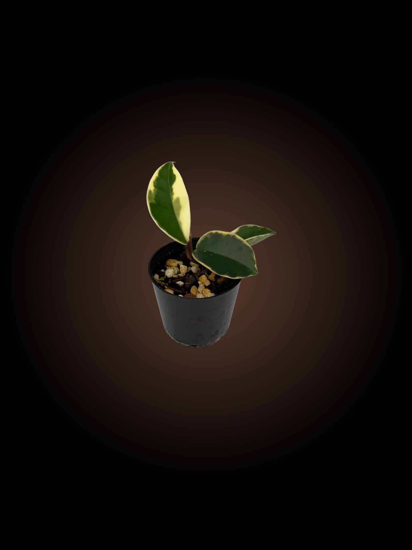 Hoya Krimson Queen
