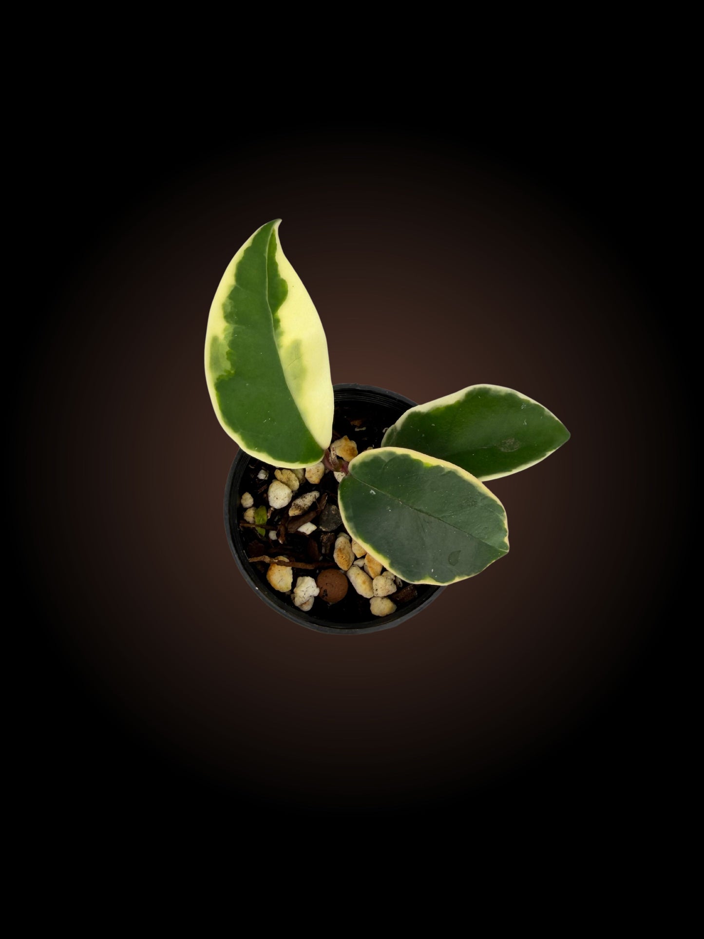 Hoya Krimson Queen
