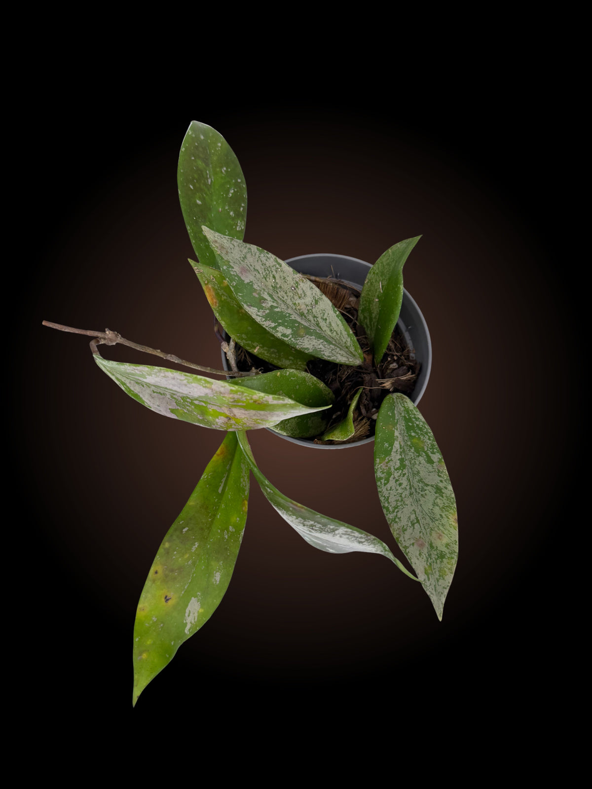Hoya Pubicalyx