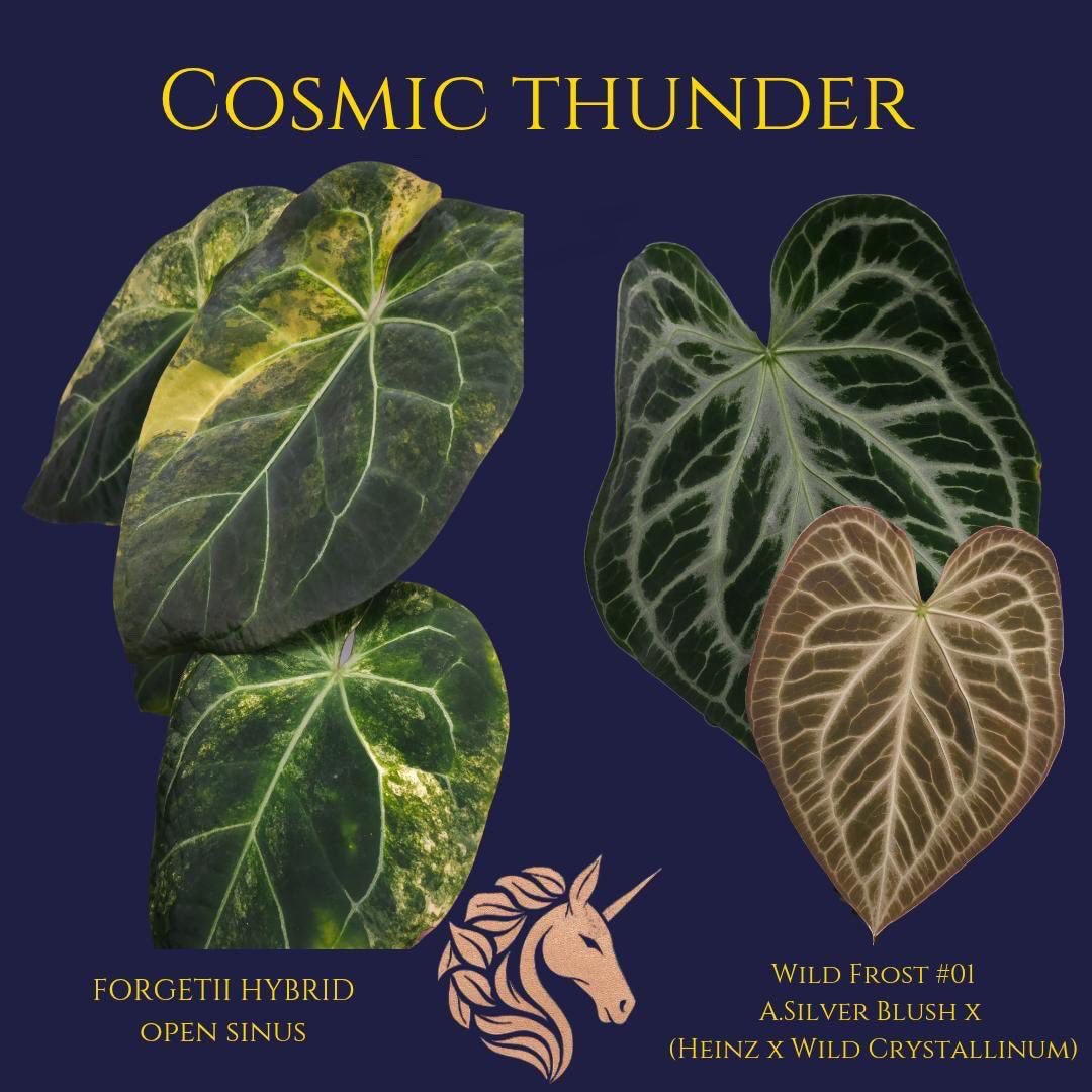 Weekly Auction - Anthurium Cosmic Thunder