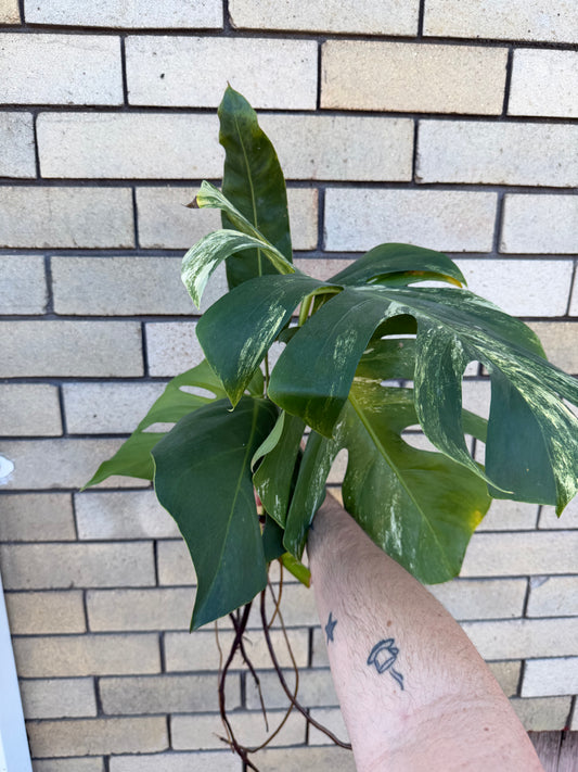 Weekly Auction - Rare Plant Cutting Bundle