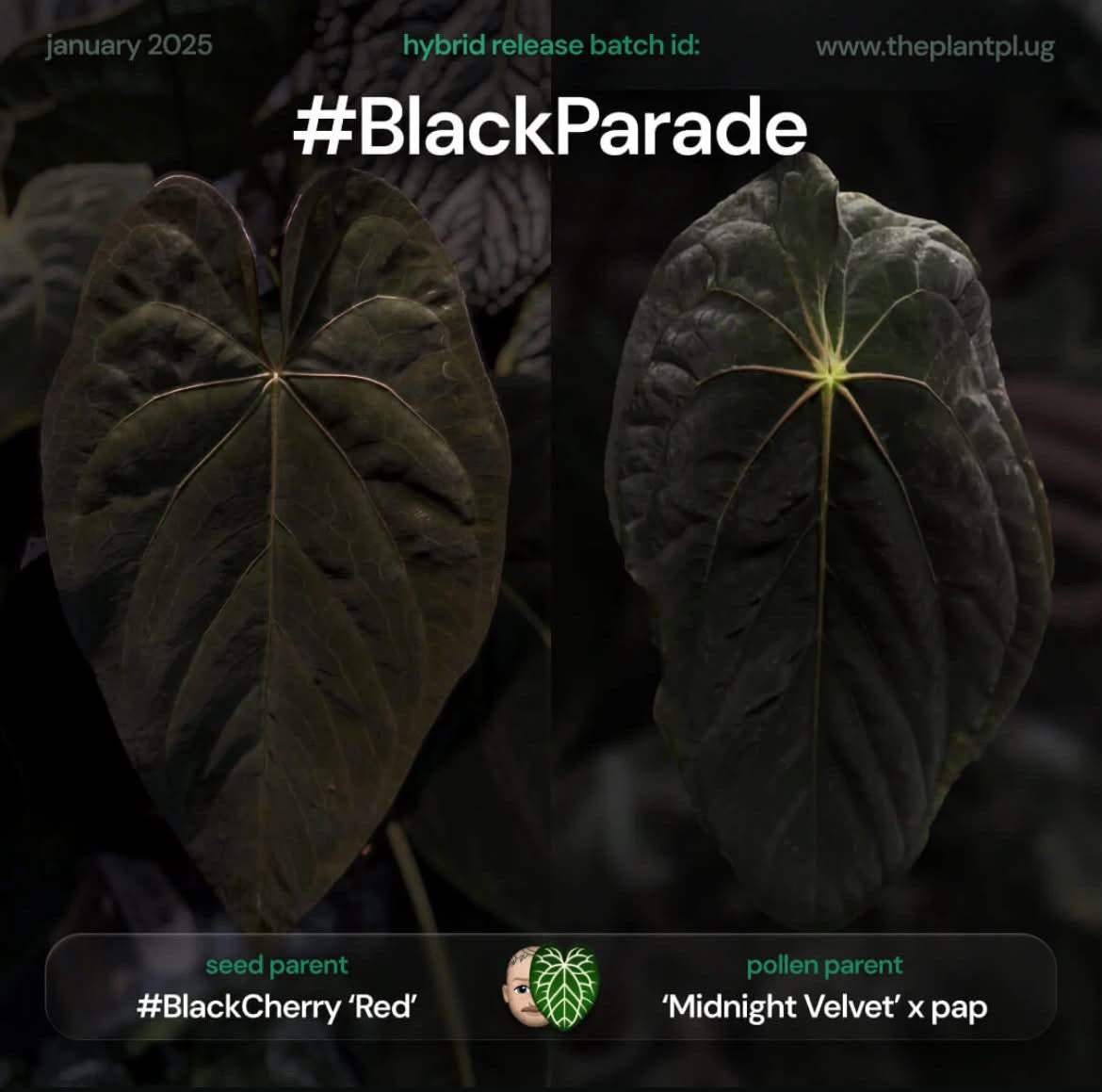 Anthurium #BlackParade