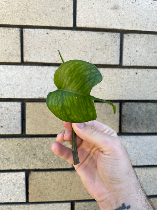 Epipremnum Pinnatum 'Skeleton Key' cutting