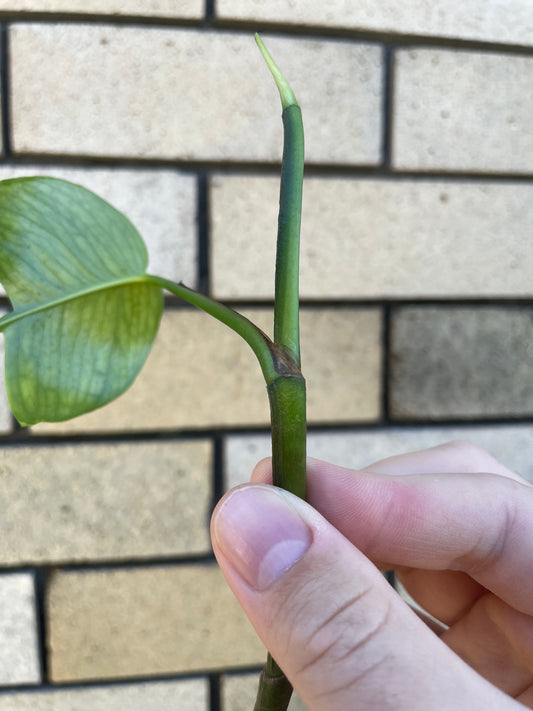 Epipremnum Pinnatum 'Skeleton Key' cutting