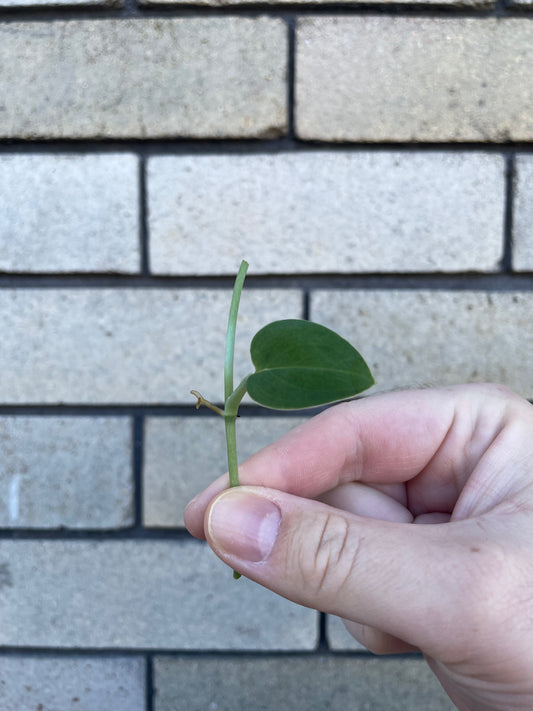 Monstera Aureopinnata cutting
