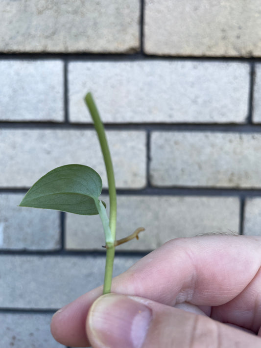 Monstera Aureopinnata cutting