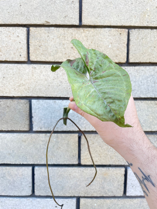 Syngonium Confetti cutting