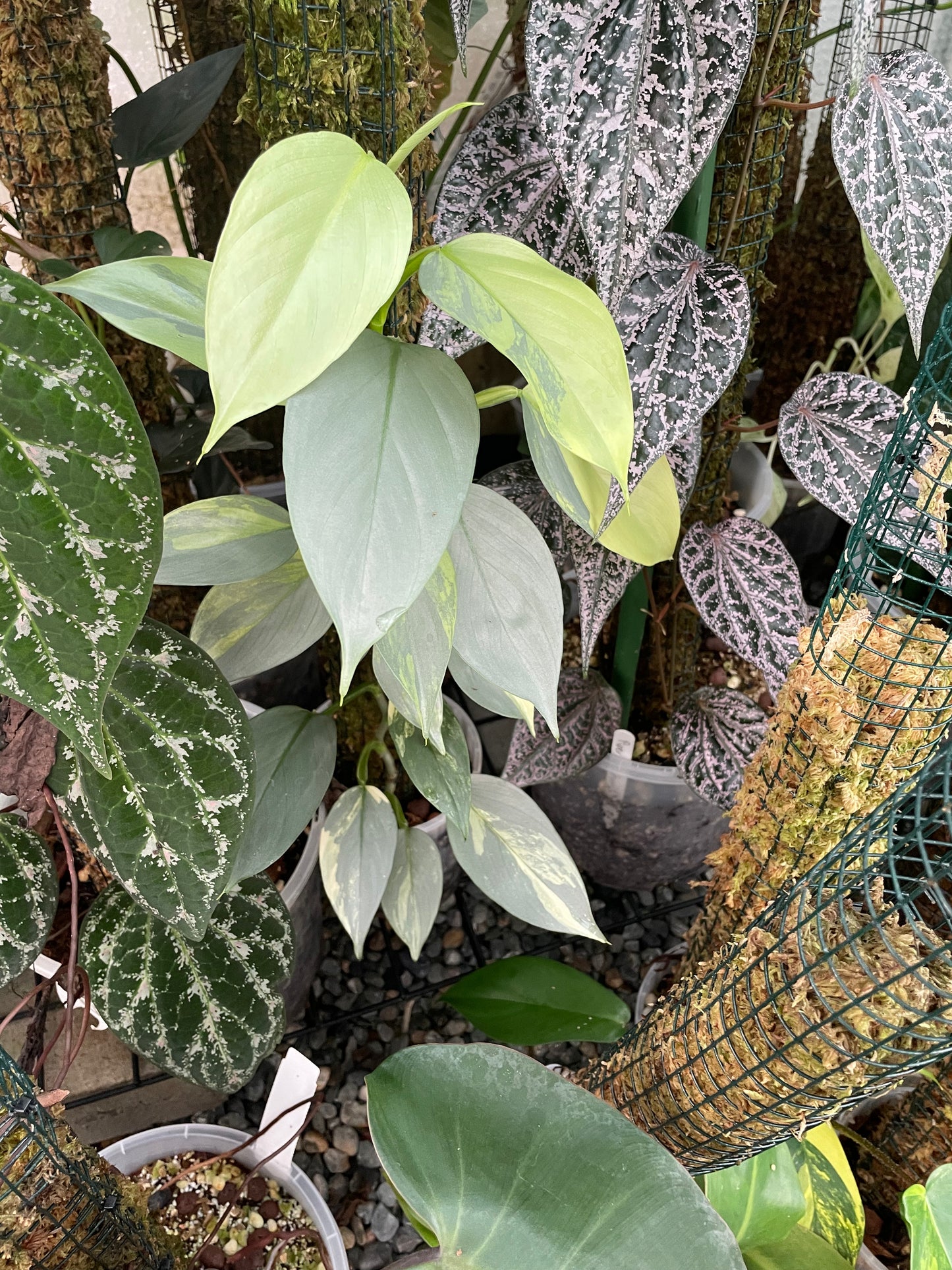 Philodendron Silver Sword Variegated 2