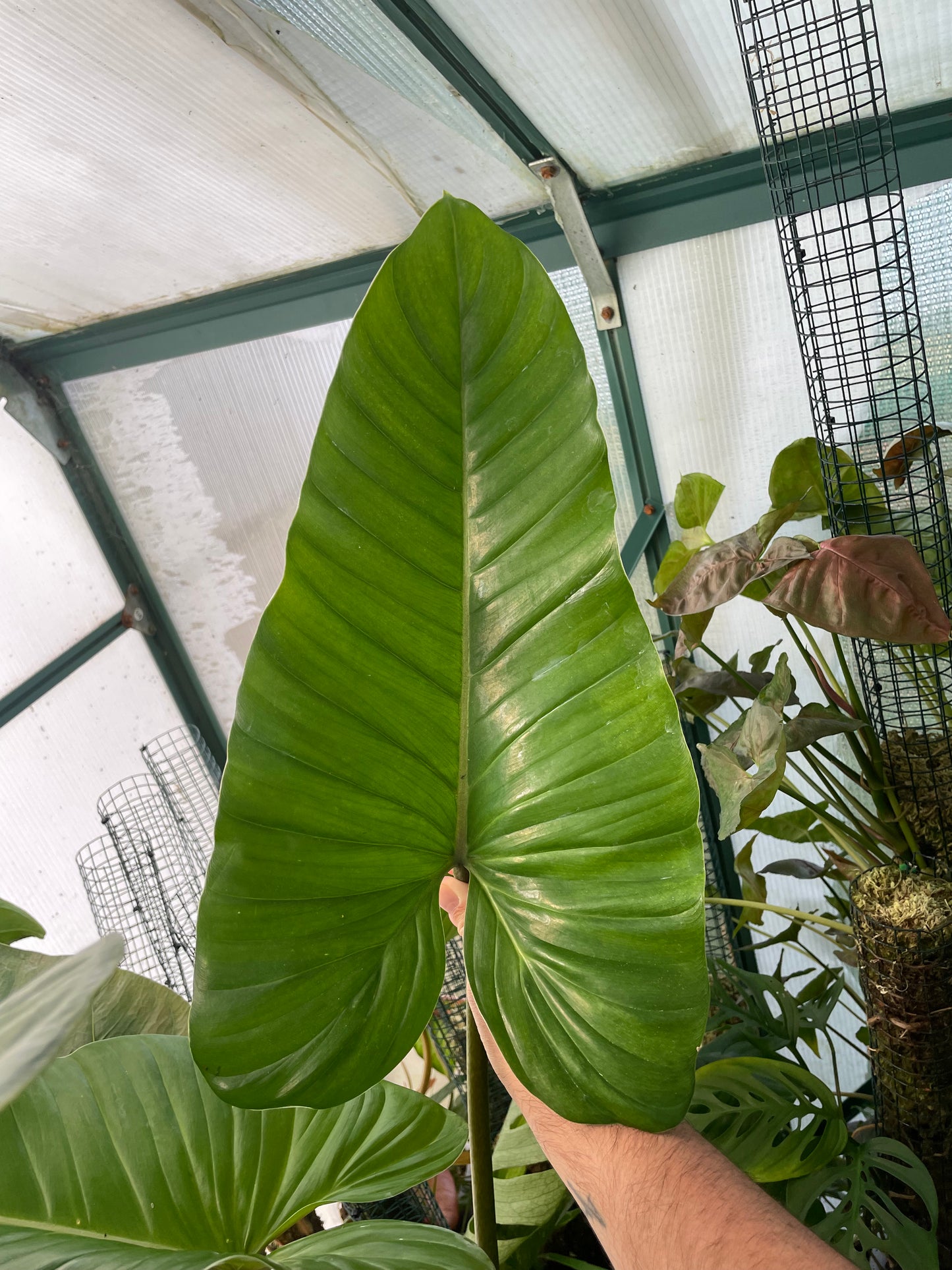 Philodendron Subhastatum Non-TC