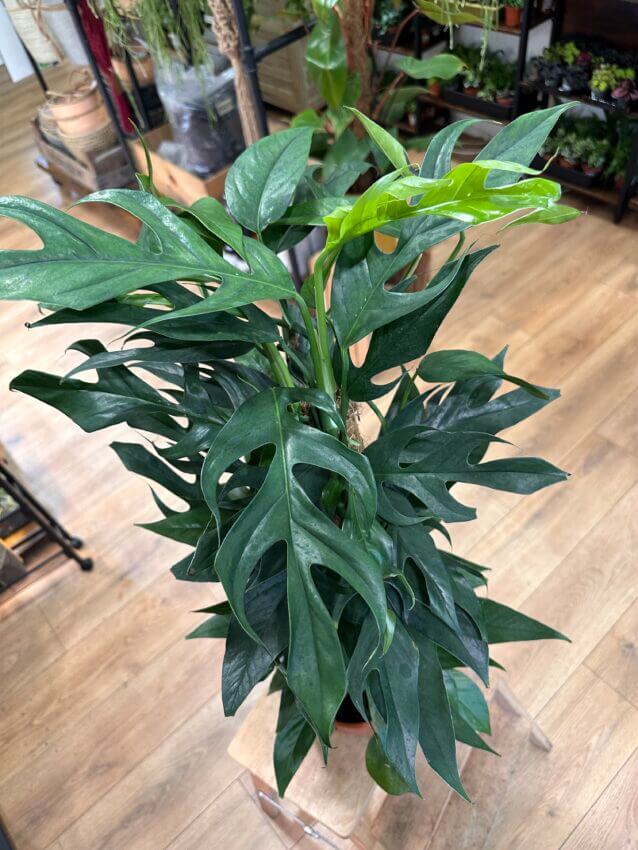 Epipremnum Pinnatum Baltic Blue